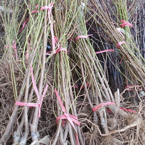 직접 기르는 복숭아의 매력