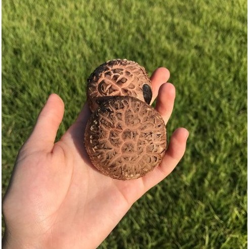 [이선생표고농장] 친환경 무농약 생표고버섯 선물세트 (600g) – 가정용 중급 건표고버섯 1개