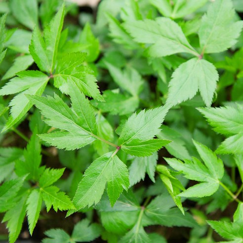 🌿 지친 일상에 활력을 불어넣는 마법, 갑조네 당귀 모종 키우기! 텃밭 초보도 문제없어요! 당귀모종