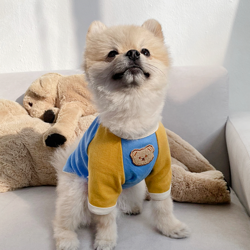 [도그나우ㅣ인기상품] 애견을 위한 매력적인 룩: 데댕 감성 배색 곰돌이 강아지 티셔츠 [DOGNOWㅣ추천상품]
