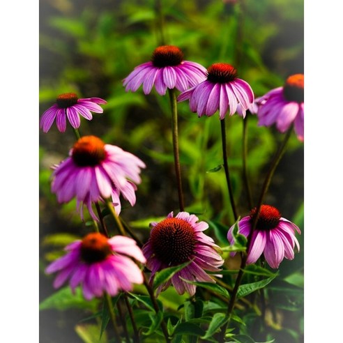 에키네시아 딥로즈 모종으로 매년 아름다운 꽃을 피우는 나만의 정원을 가꿔보세요!