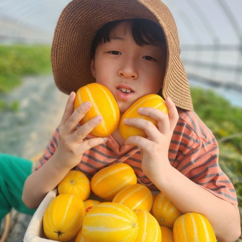 [산지직송] 고당도 성주참외 꿀 참외, 1박스, 3kg(선물용 소과)