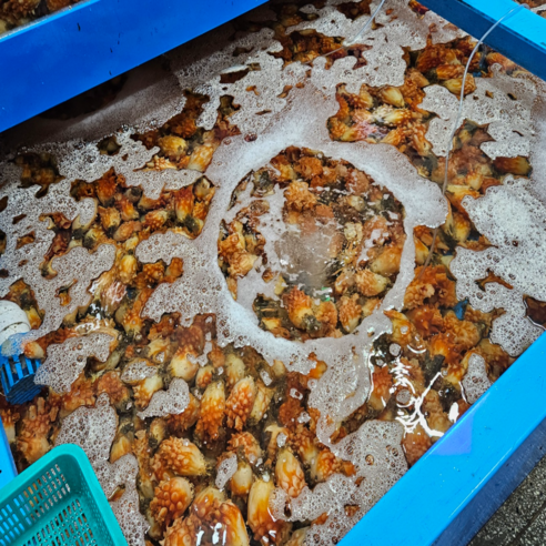 냉동깐멍게 800~900g, 1개