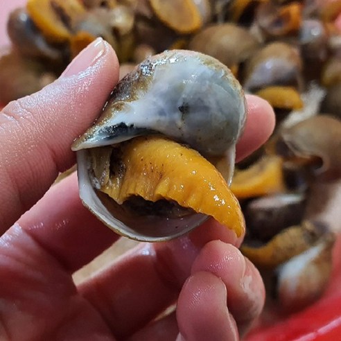 서해안 자연산 골뱅이 코고동 골뱅이무침, 생 코고동(냉동) 1kg