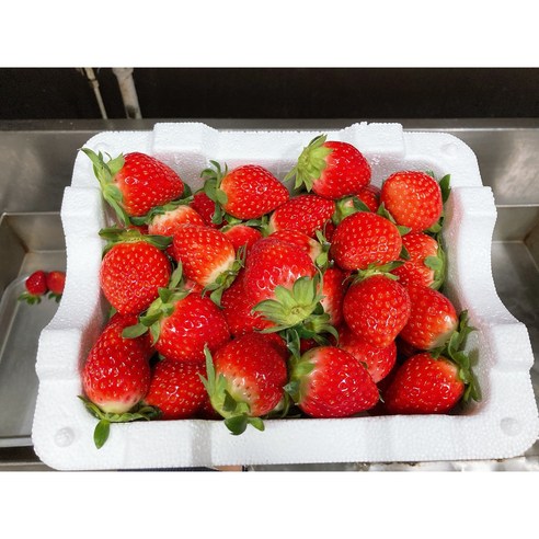 싱그러운 딸기와 쫄깃한 찹쌀의 황홀한 만남, 궁전떡집 딸기모찌로 겨울을 달콤하게!
