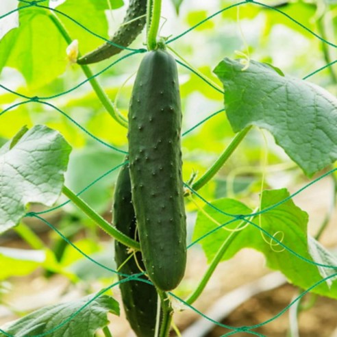 스몰포인트 오이망 농사용 가든 네트: 완벽한 선택 오이망
