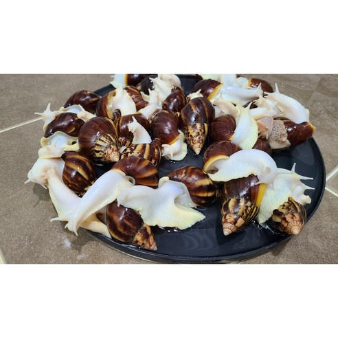 [식용달팽이1kg] 식용 달팽이로 즐기는 풍미있는 요리와 간식!