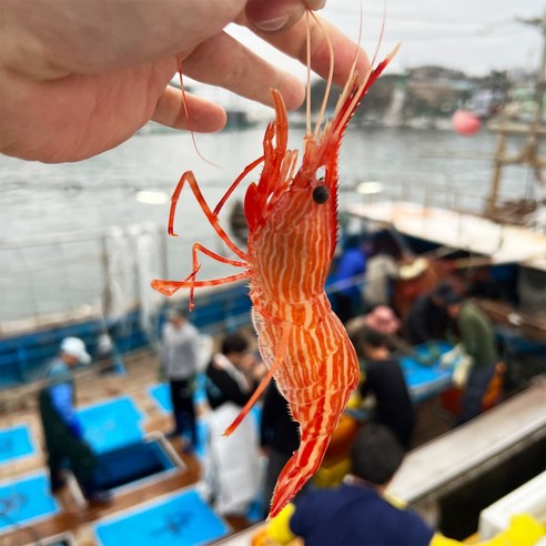 울릉도 앞바다의 싱싱함을 그대로, 독도새우의 황홀경을 경험하세요.