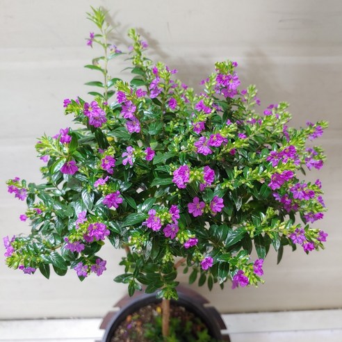 일상에 싱그러움을 더하는 마법, 구피아 쿠페아