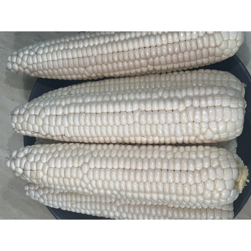 2023년 강원도 홍천 삶은 찐 옥수수 찰옥수수 미백2호(냉동), 1박스(10개)