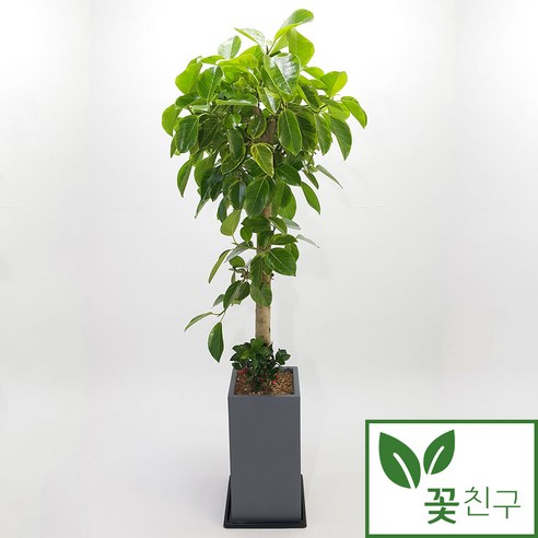 꽃친구 뱅갈고무나무 사기분 사각분 중형 대형 실내 거실 사무실 개업 축하 화분 전국 당일배송, 뱅갈고무나무 사기분 1호, 기본받침, 1개