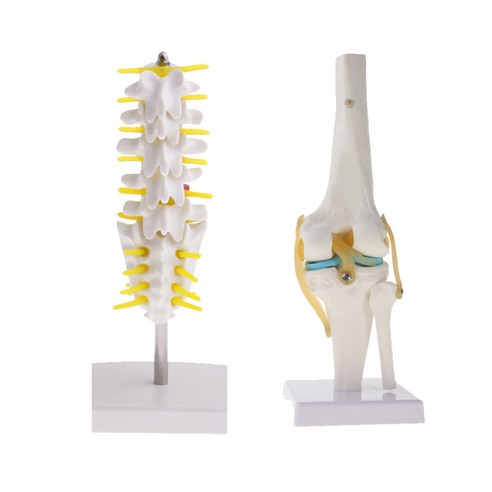 1 : 1 인간 무릎 관절 + 15cm 요추 골격 모델 교육, 설명, 설명