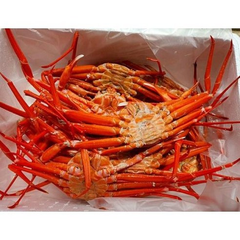 박달홍게 울진 홍게 속초홍게 3kg 10미내외, 단품, 단품