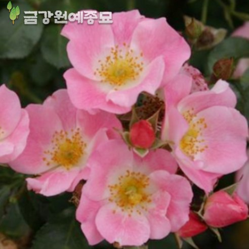 사계장미 BM 빙고메이딜란드(찔레장미) 사계덩굴장미 줄장미묘목, 포트묘 H1.0~H1.2, 1개 Best Top5