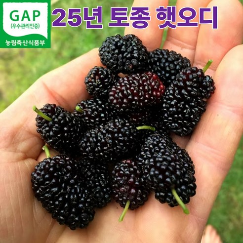 "매일 아침 겪는 OOO 고민, 2025 햇오디로 해결해 보세요!" (OOO에 적절한 고민을 넣어주세요) 오디