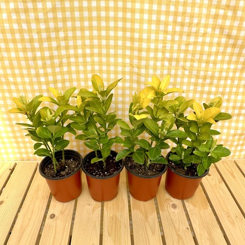 황금빛 행운을 정원에 심다: 금사철, 당신의 공간에 특별함을 더하세요 황금사철나무