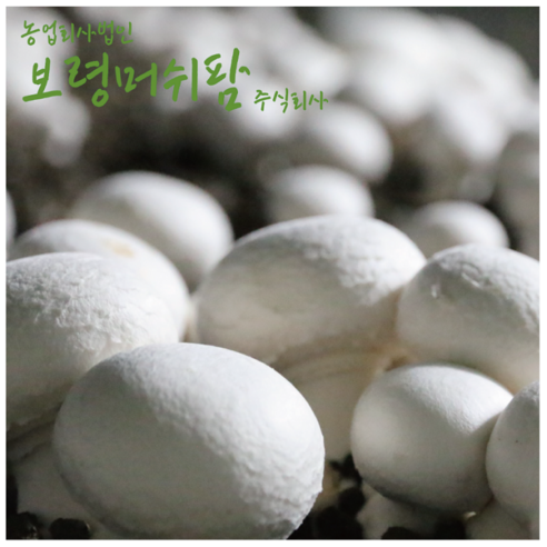 (산지직송)보령머쉬팜 양송이버섯파지 1kg, 흰색양송이파지1kg, 1개