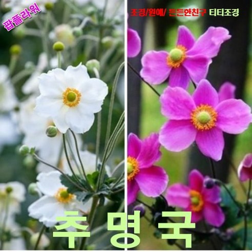 팝플라워 추명국_핑크화이트(대상화) 씨앗 100립, 1개 팝플라워 추명국_핑크화이트(대상화) 씨앗 100립, 1개