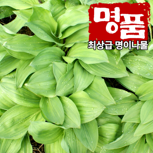 [산지직송] 강원도 생명이나물 당일수확 명이나물 산마늘