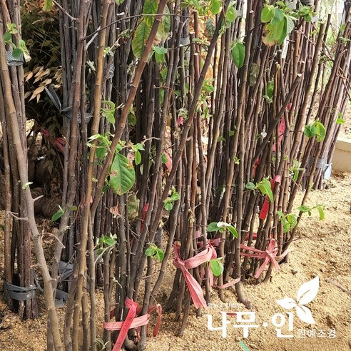 향긋한 모과 향이 가득한, 나만의 작은 정원을 시작하세요.