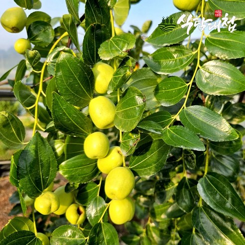 식탐대첩 국내산 사과 대추 생과 1kg, 1개, 상세 설명 참조