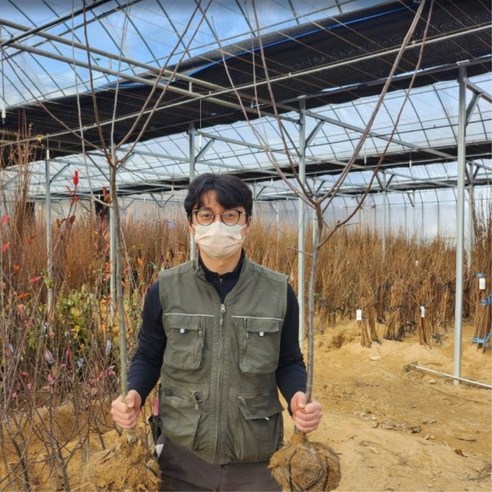 삭막한 베란다, 꽃향기 가득한 나만의 정원으로 바꾸는 마법! 서부해당화 묘목 후기 수사해당화묘목