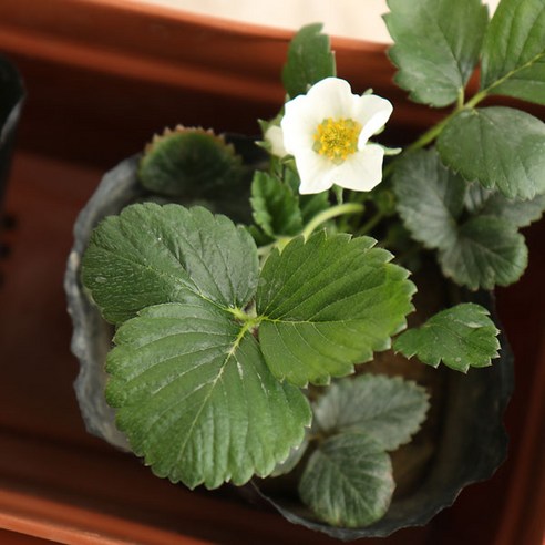 갑조네 딸기모종으로 당신의 일상에 달콤한 행복을 더하세요.