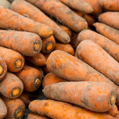 제주산 햇 당근, 건강한 겨울의 비결