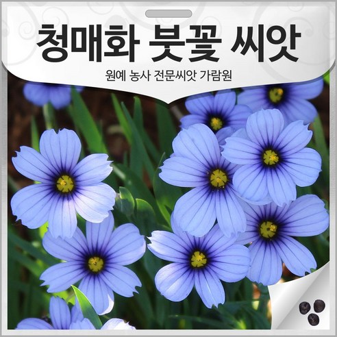 삭막한 일상에 활력을! 청매화 붓꽃 씨앗으로 나만의 정원을 청매화붓꽃