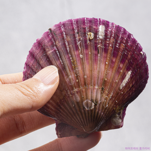 산지에서 직접 온 통영 홍가리비의 풍부한 맛과 영양소를 즐기세요.