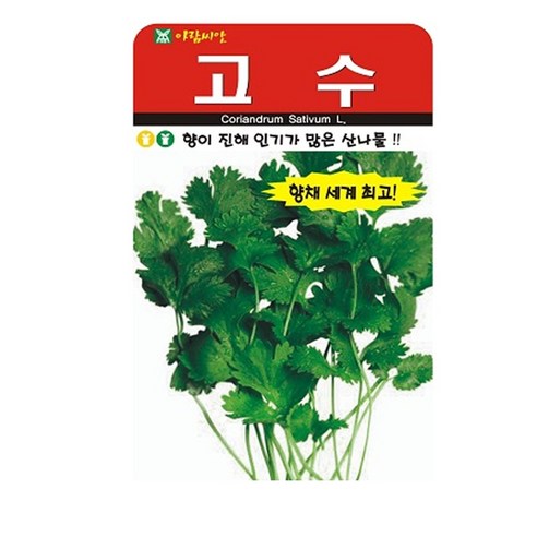 고수 씨앗