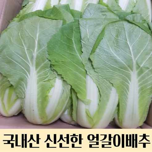 국내산 신선한 얼갈이배추 얼갈이 단배추 4kg 8kg 연한잎줄기 아삭한식감 얼갈이 얼갈이배추 겉절이 물김치 배추김치 국내산얼갈이배추 얼갈이겉절이 얼갈이물김치, 4kg(박스), 1개