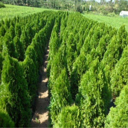 에메랄드그린 50주 묶음으로 좁은 공간을 푸르게!