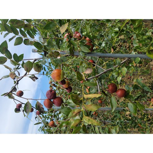 달콤한 결실을 기다리는 설렘, 사과대추나무 왕대추