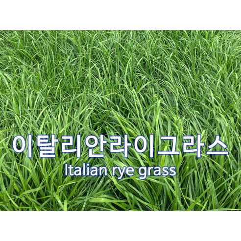 양잔디 씨앗 이탈리안라이그라스 10kg 목초용 잔디씨, 1개
