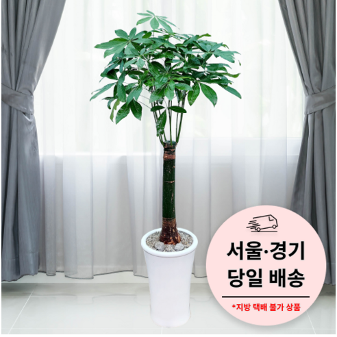 화분배달  에코플랜트 실내 공기정화 식물 개업식 사무실 이전 승진 까페 개원 집들이 선물 개업 축하 화분 배달 [서울 경기 당일배송]토요일 오후 일요일 주문건 월요일배송, 07. 파키라, 1개