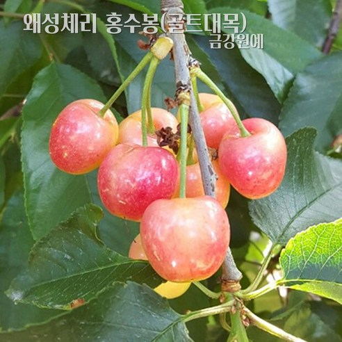 체리나무 왜성체리 홍수봉 묘목: 매력적인 원예의 시작 체리묘목