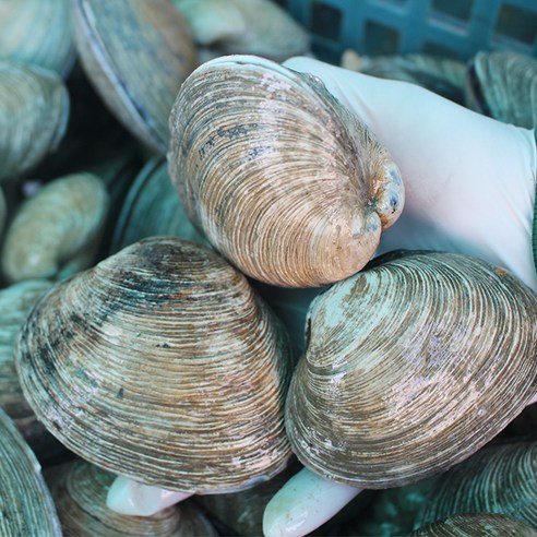 영양 가득한 신선한 해산물로 식사에 맛과 영양을 더하세요.