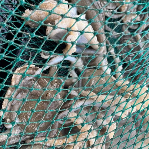 봄의 활력을 담은 싱싱한 쭈꾸미, 미각을 깨우는 특별한 선물