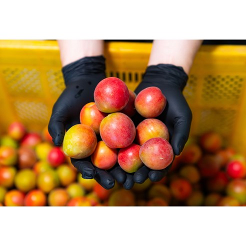 톡 쏘는 청량함, 하동 매실로 건강하고 맛있는 여름!