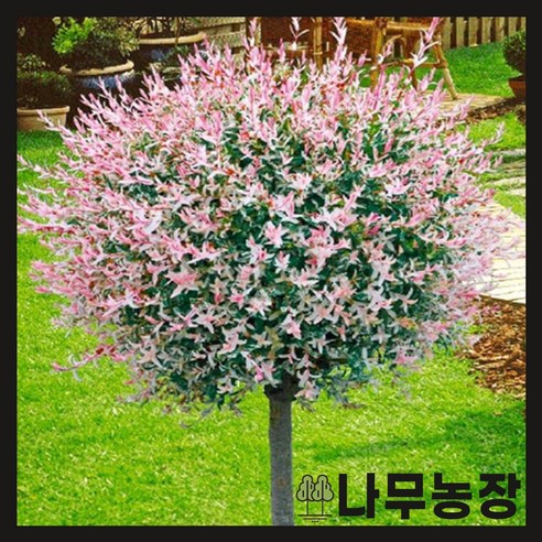 봄을 부르는 화려한 붓, 무늬버들 플라밍고 샐릭스 스탠다드형으로 당신의 공간에 생기를 더하세요 삼색버드나무