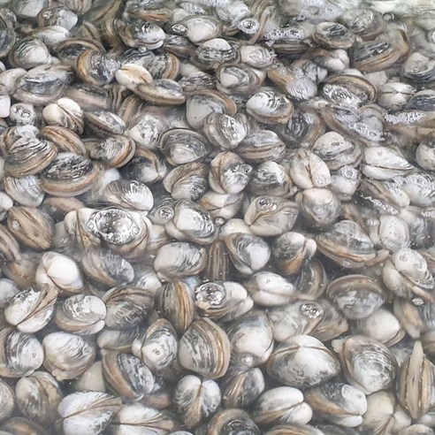 바지락총각의 당일해감 고창 하전갯벌 동죽조개: 해산물 애호가를 위한 맛있는 진미
