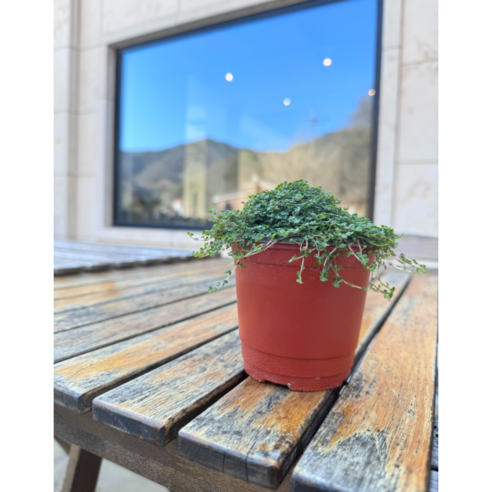 천사의 눈물: 공기를 정화하는 귀여운 새싹