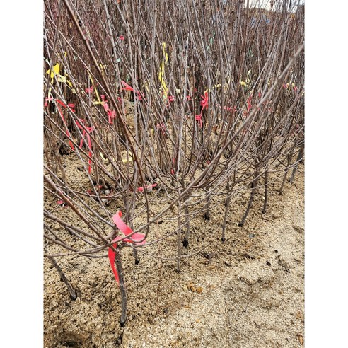 향수묘목농원 앵두나무 3년생 분묘로 정원에서 행복을 수확하세요.