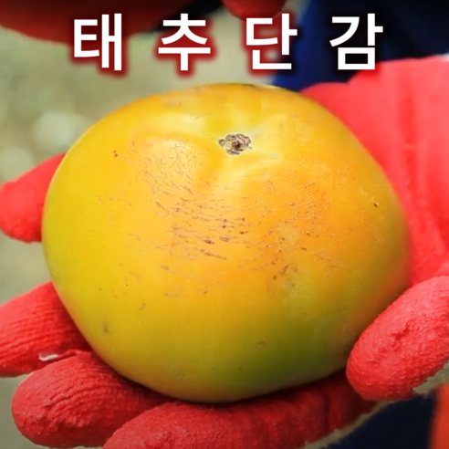 [압도적 크기] 경남 산지직송 GAP 햇 태추단감 부유단감, 1세트, 5kg 특대과