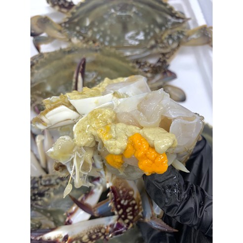 국내산 제철 꽃게 봄 알배기 암꽃게, 활 암꽃게 1kg (약 5-6미), 1개