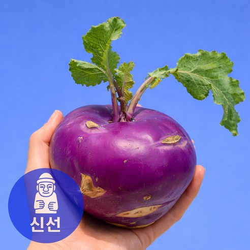 [환불보장] 재구매율1위 제주 콜라비 로얄과 특품만
