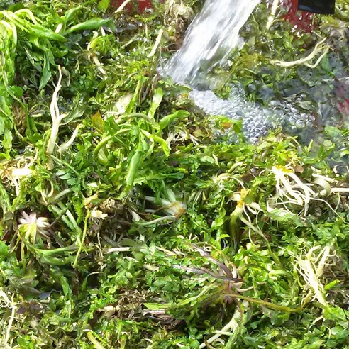 봄 향기 가득한 청양골 냉이 장아찌, 밥상에 활력을 더하다