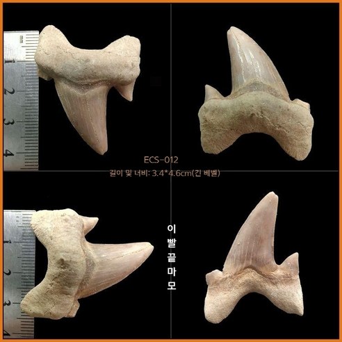 고대 상어 메갈로돈 이빨 화석 실물 표본 전시 수집용 해양 화석, ECS-012 (아크릴박스 포함)