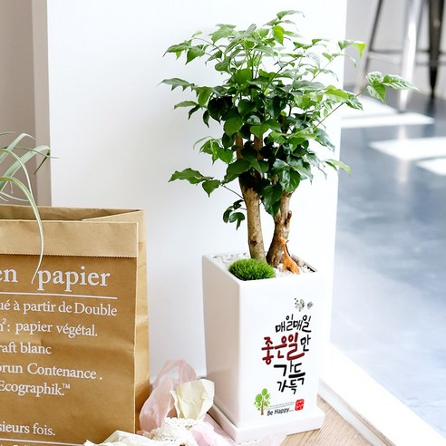 특별한 날, 마음을 전하는 가장 싱그러운 방법: 메시지 화분 솔직 후기 승진축하화분